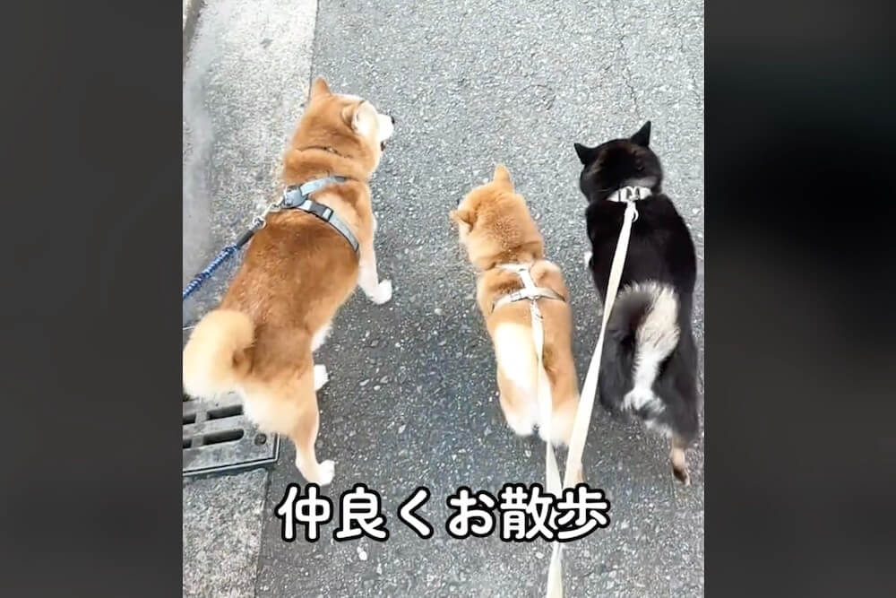 柴犬,動画