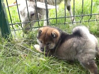 柴犬,動画