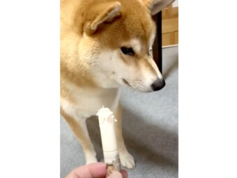 柴犬,動画