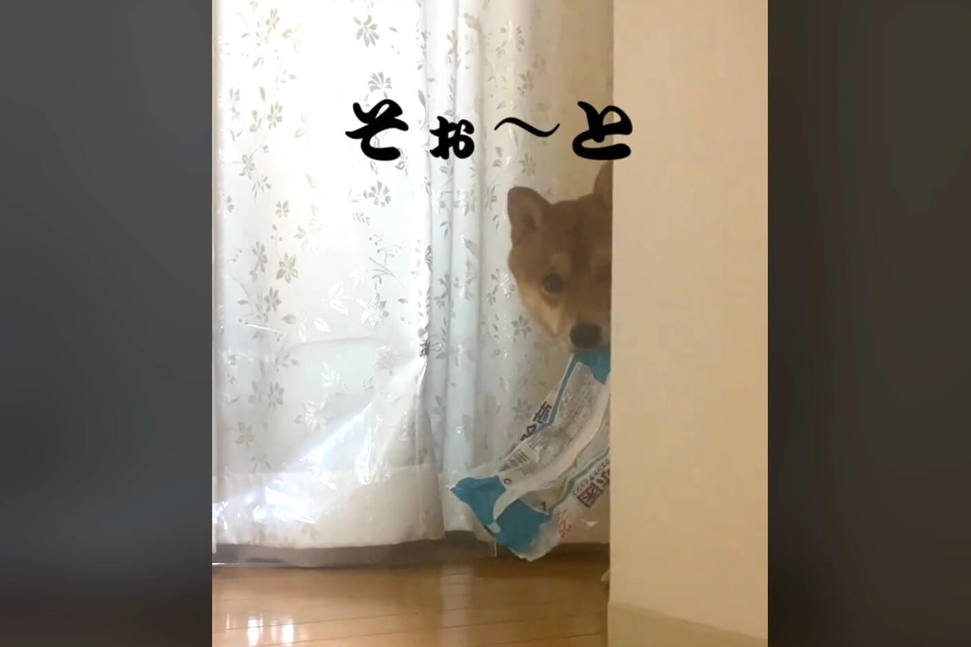 柴犬,動画