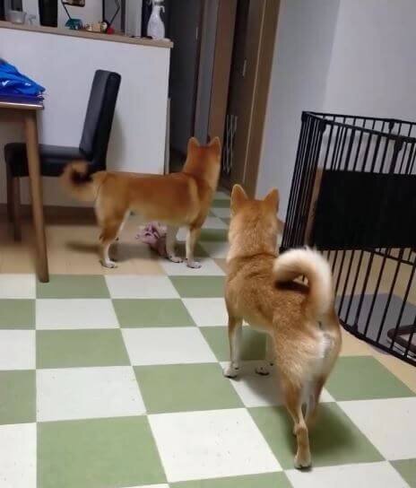 柴犬,動画