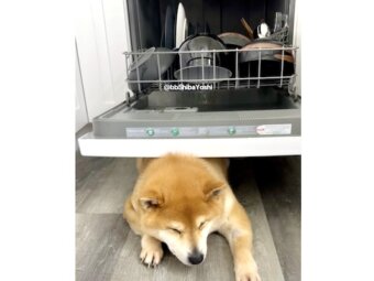 柴犬,動画