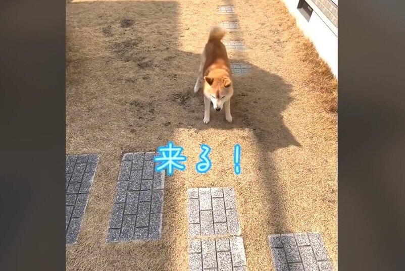 柴犬,動画