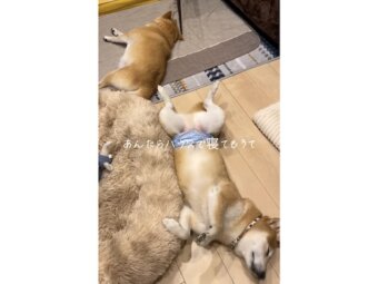 柴犬,動画