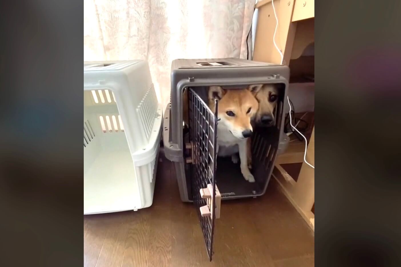 柴犬,動画