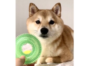 柴犬,動画