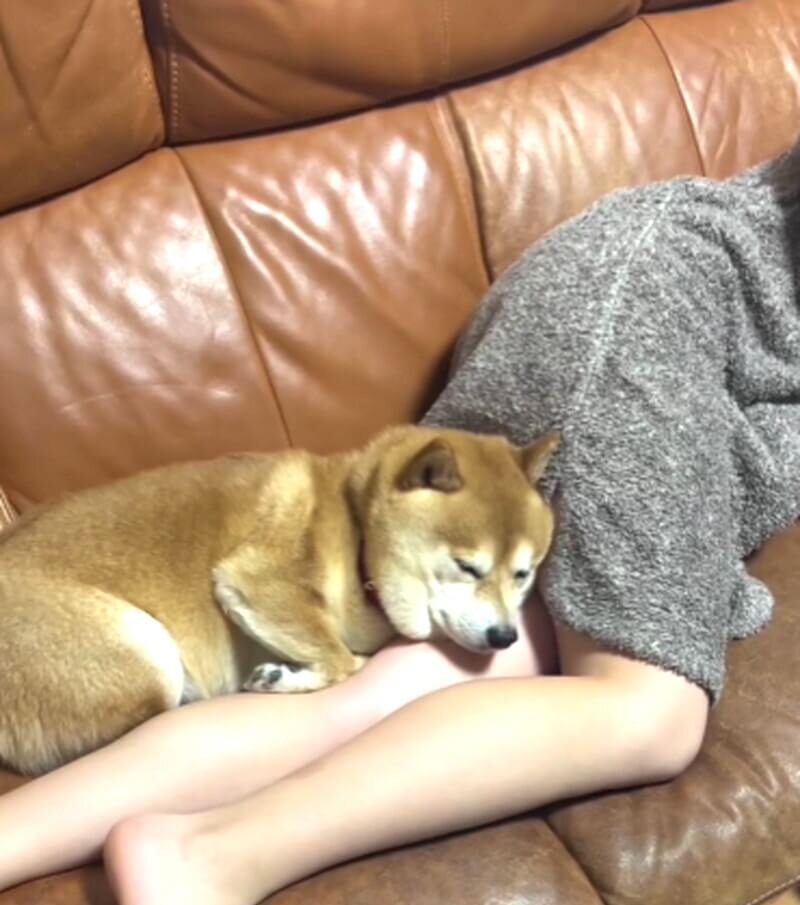 妹ちゃんの脇の下に潜り込み、勝手に膝枕をしてもらう柴犬が甘えん坊すぎてキュン【動画】 | 柴犬ライフ [Shiba-Inu Life]