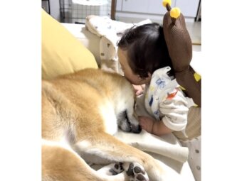 柴犬,動画