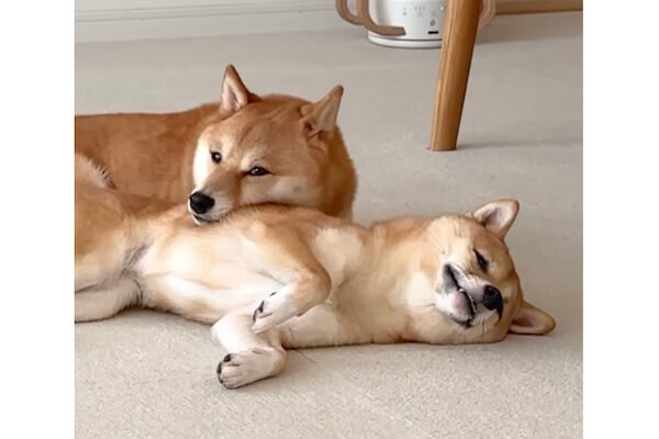 こんなはずでは」姉に甘えようと寝転んだところアゴ置きにされてしまっ