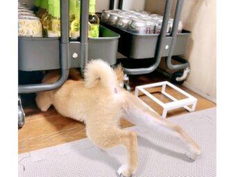 柴犬,動画