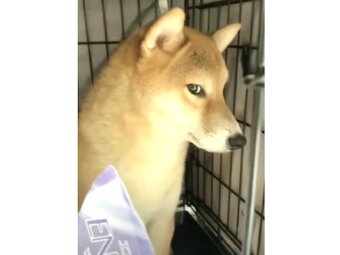 柴犬,動画