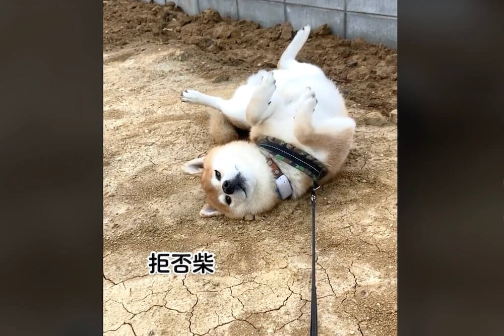 柴犬,動画