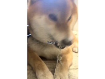 柴犬,動画