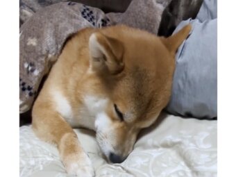 柴犬,動画