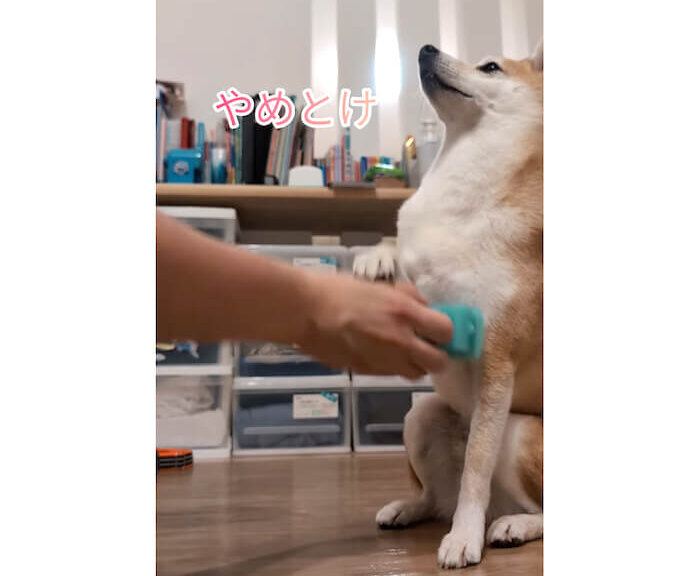 柴犬,動画