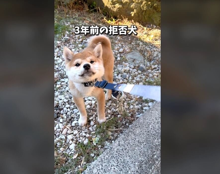 柴犬,動画