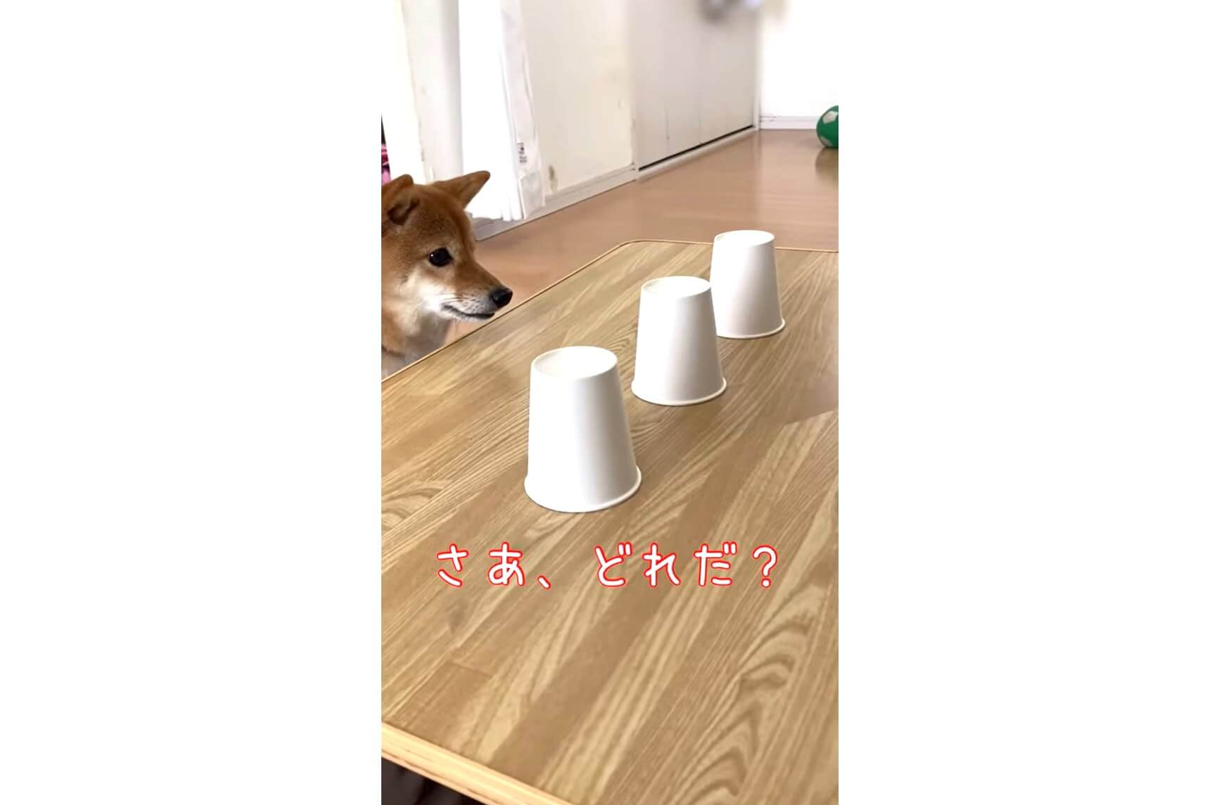 柴犬,動画