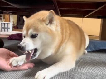 柴犬,動画
