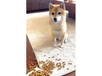 柴犬,動画