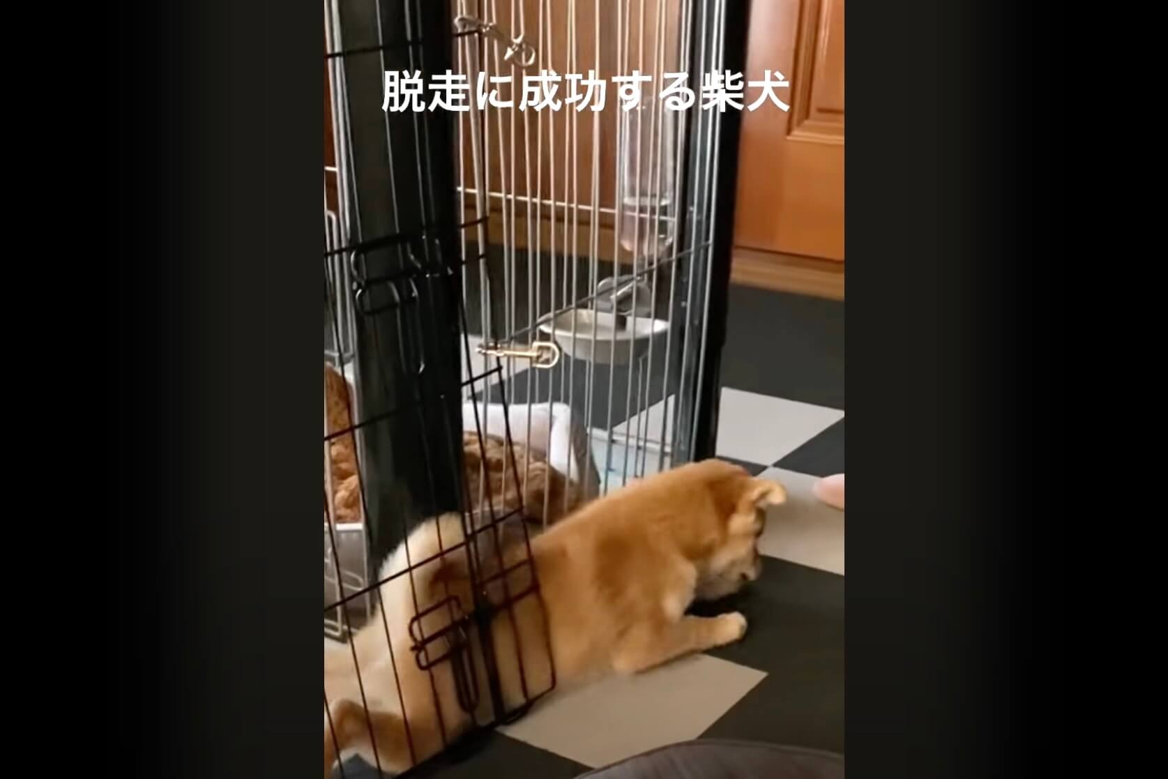 柴犬,動画