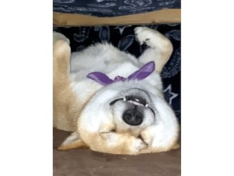 柴犬,動画