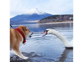 柴犬,動画