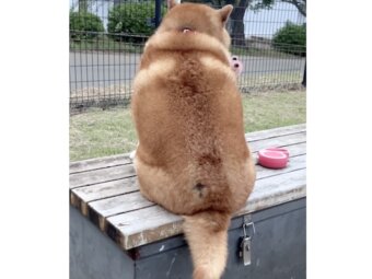 柴犬,動画