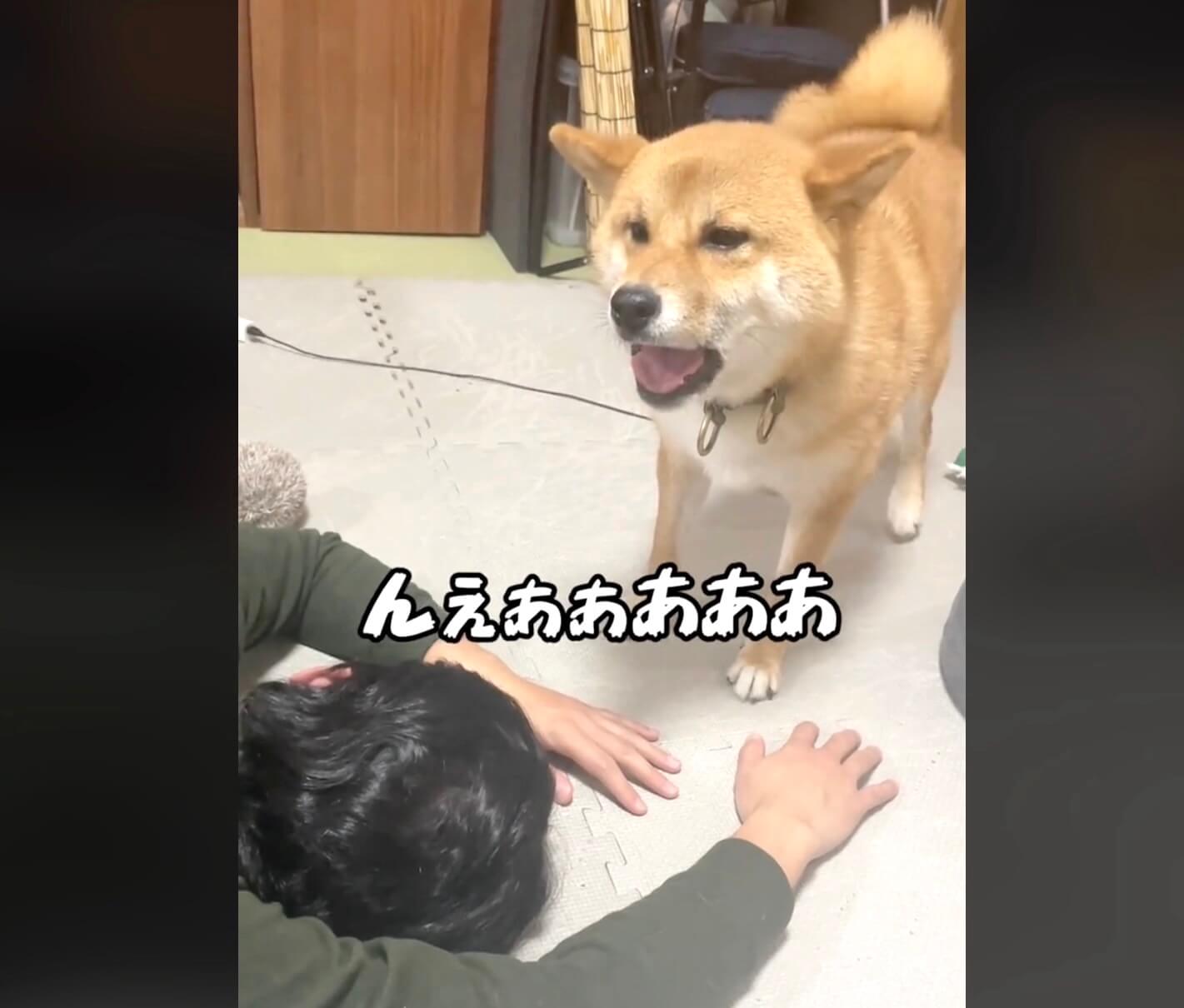 柴犬,動画