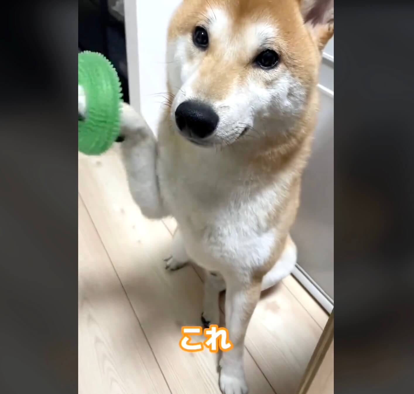 柴犬,動画