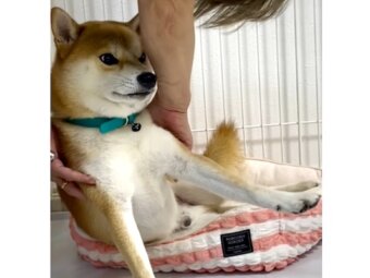柴犬,動画