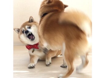 柴犬,動画
