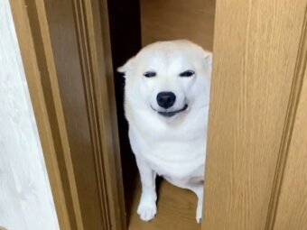 柴犬,動画