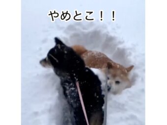 柴犬,動画