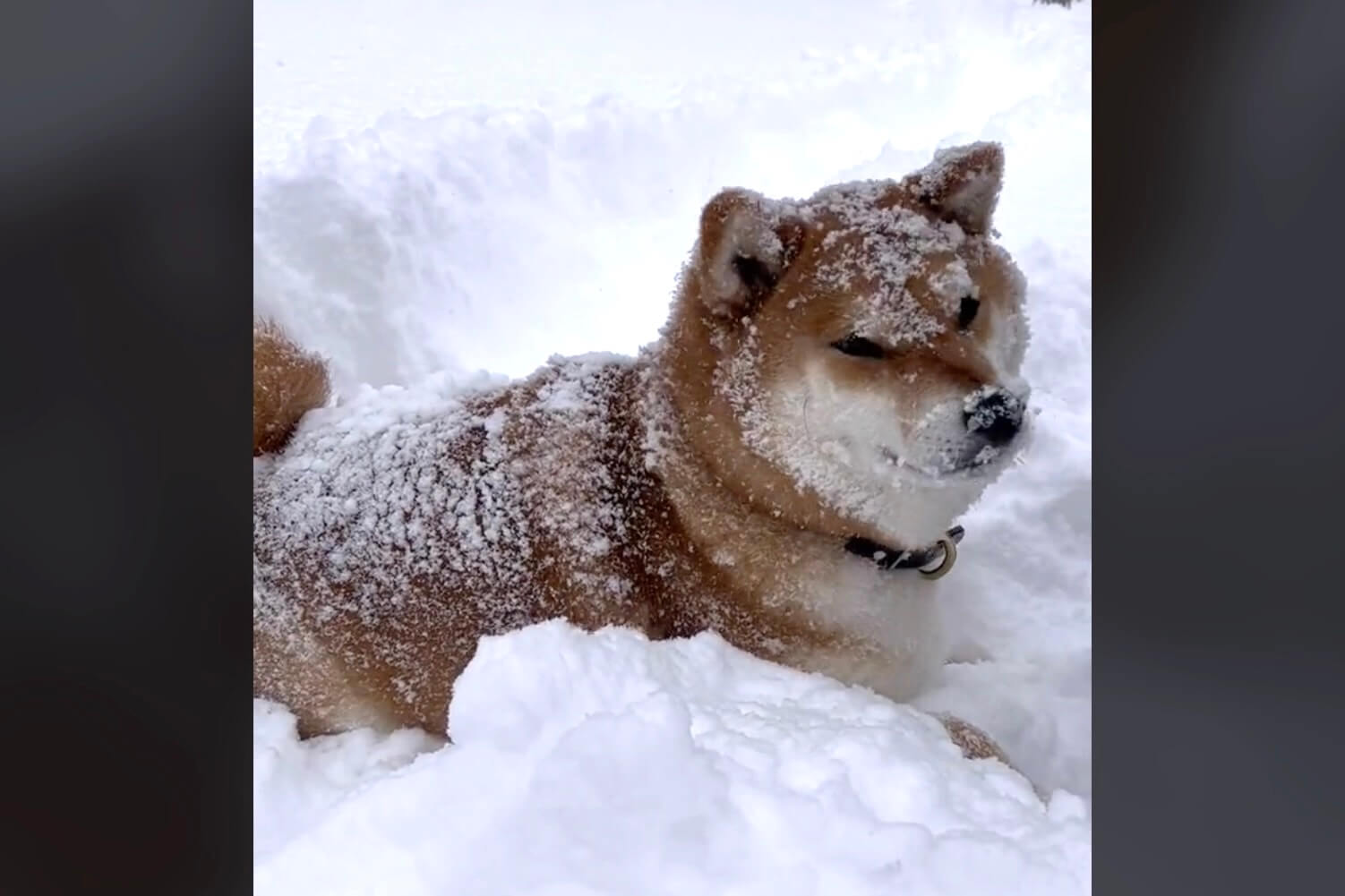 柴犬,動画