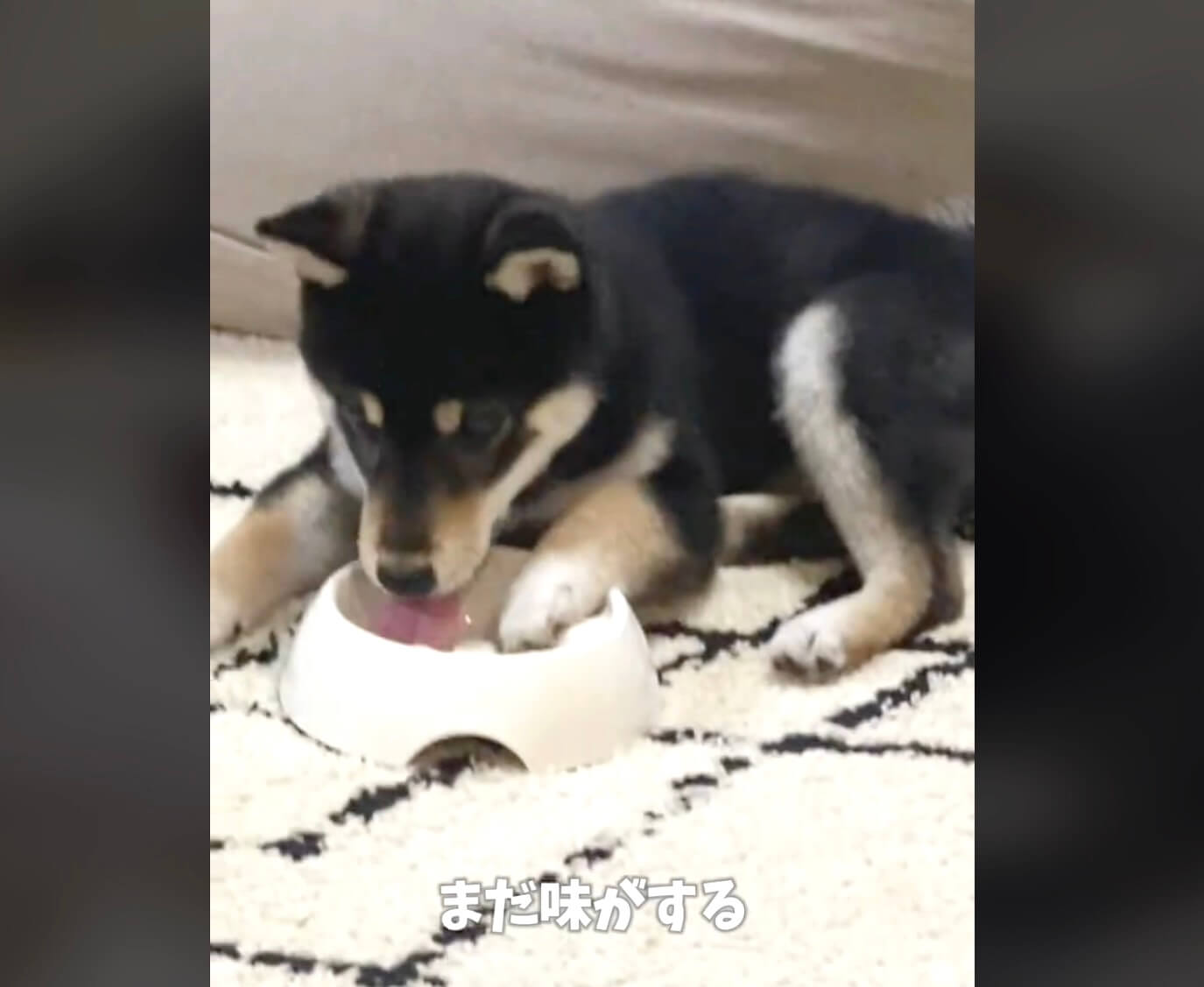 柴犬,動画