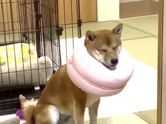 柴犬,動画