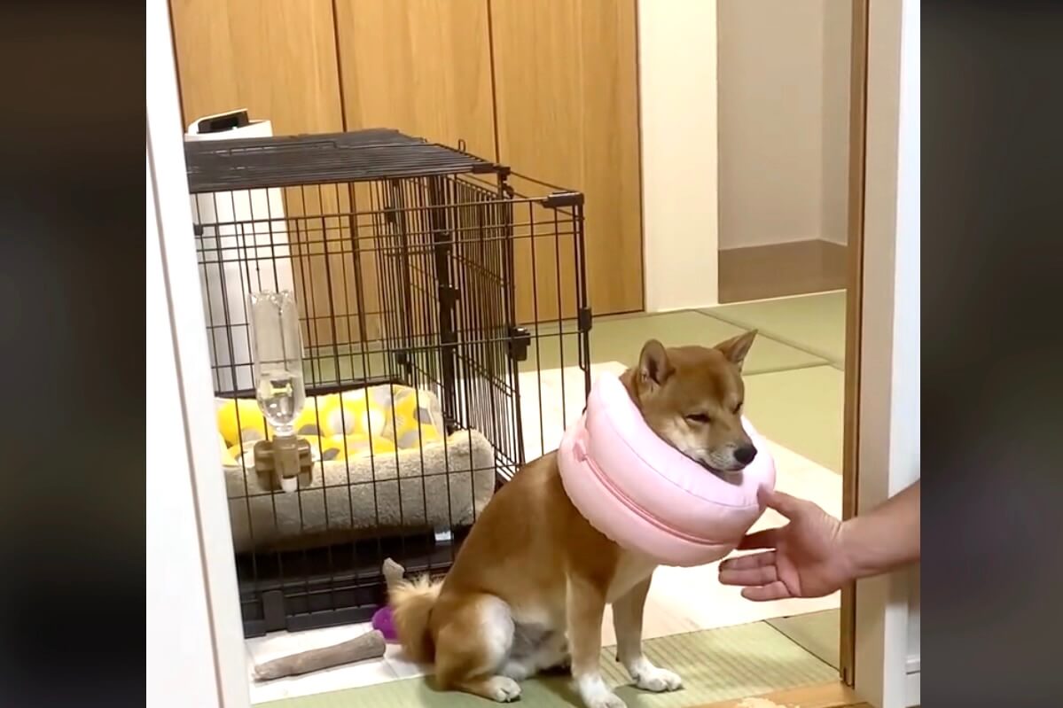 柴犬,動画