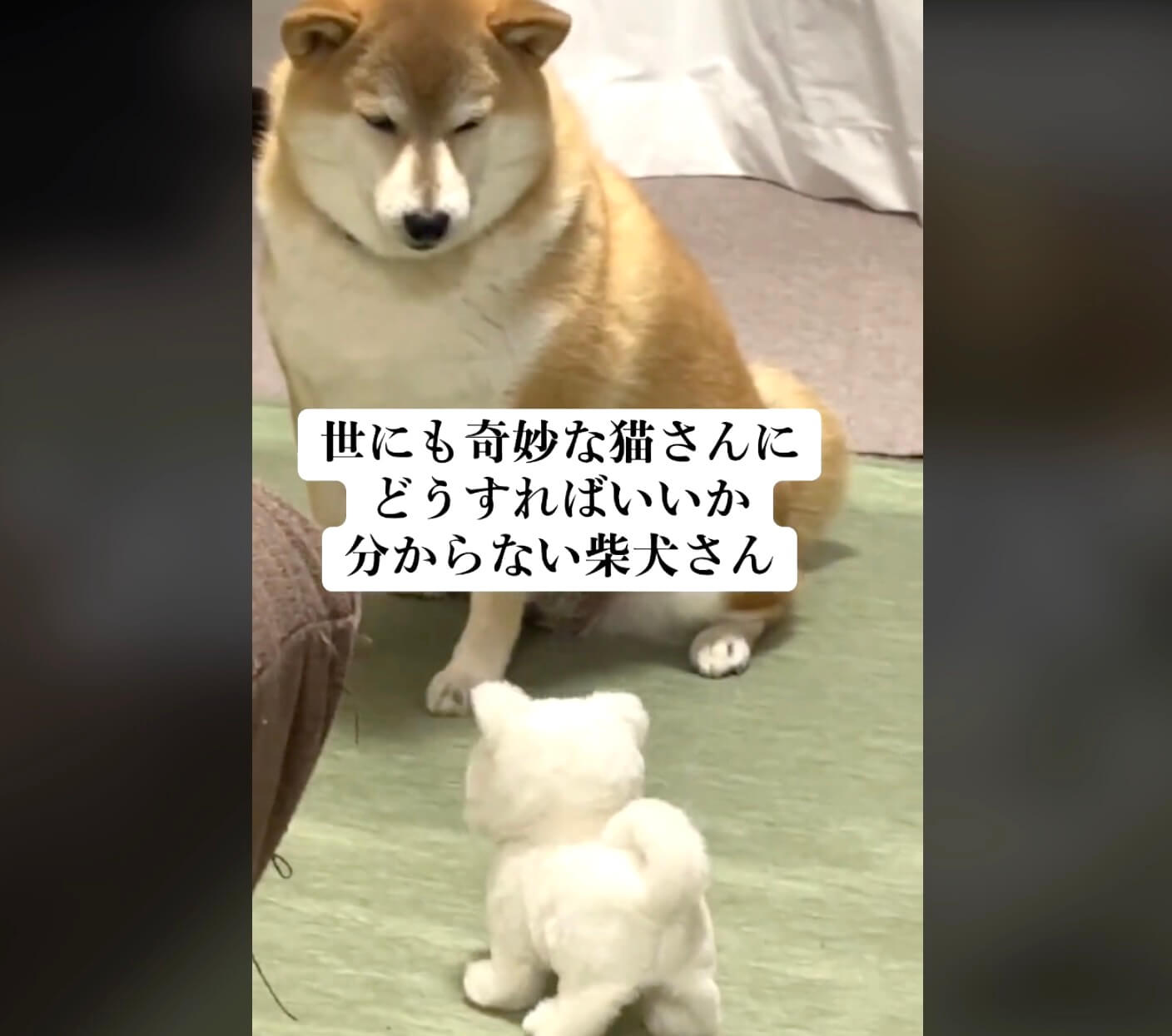 柴犬,動画