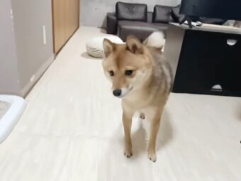 柴犬,動画