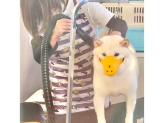柴犬,動画