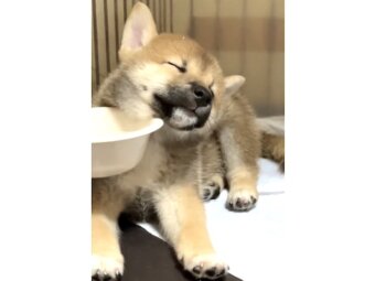 柴犬,動画
