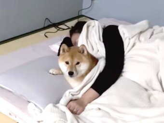 柴犬,動画