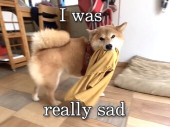 柴犬,動画
