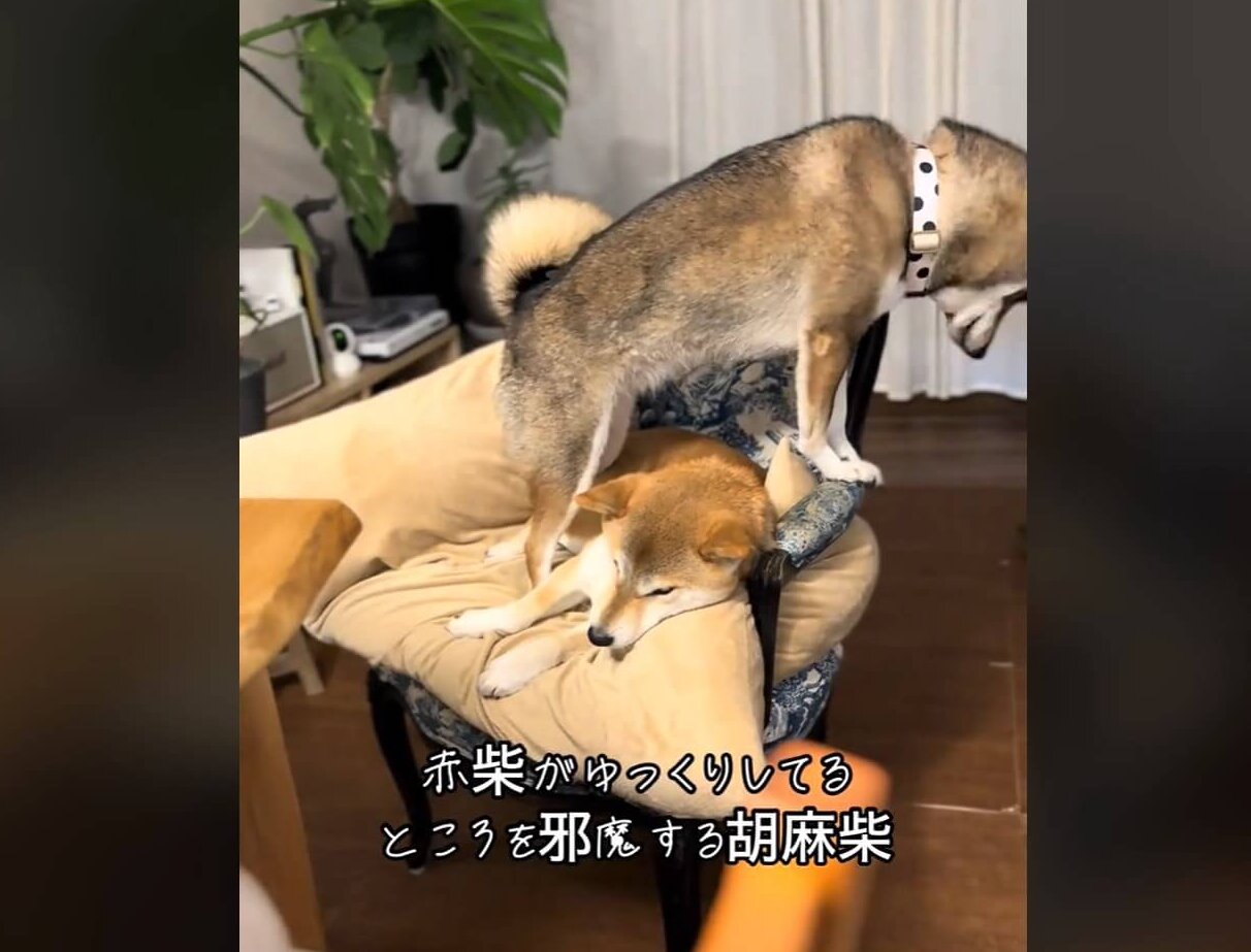 柴犬,動画