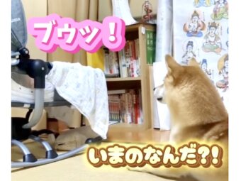 柴犬,動画