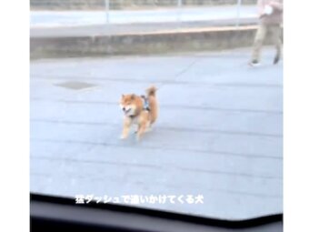 柴犬,動画