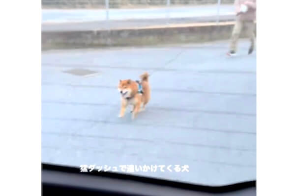 車のママを猛ダッシュで追いかける柴犬と猛ダッシュさせられてるパパに