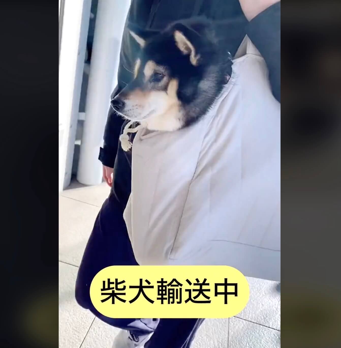 柴犬,動画