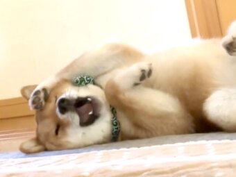 柴犬,動画