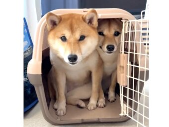 柴犬,動画
